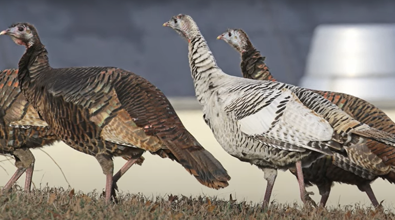 NWTF: Wild Turkeys Come in Weird Colors | NRA Family