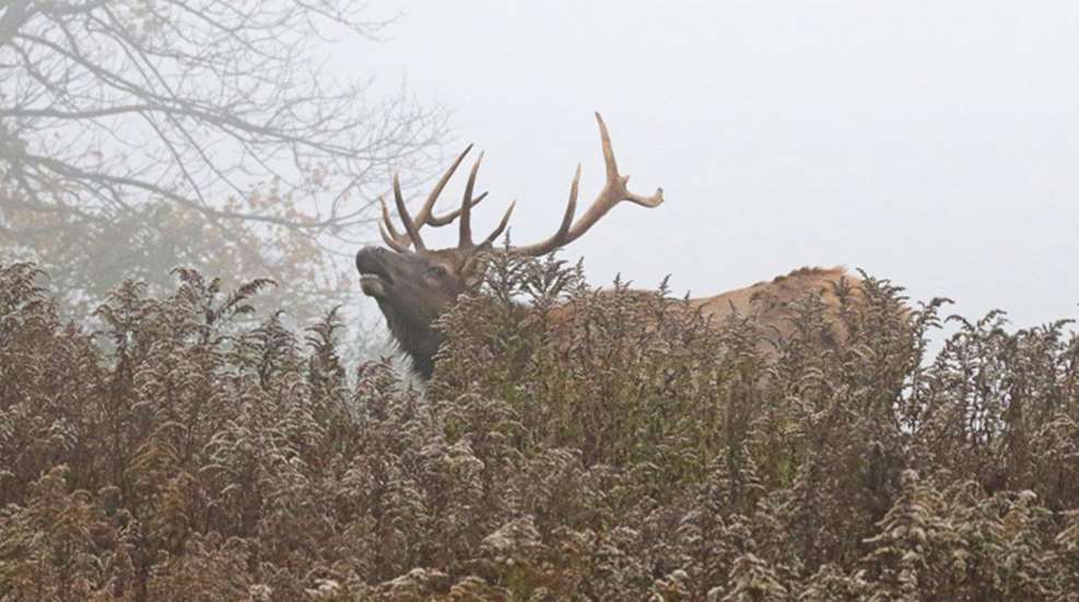 rmef-elk.jpg