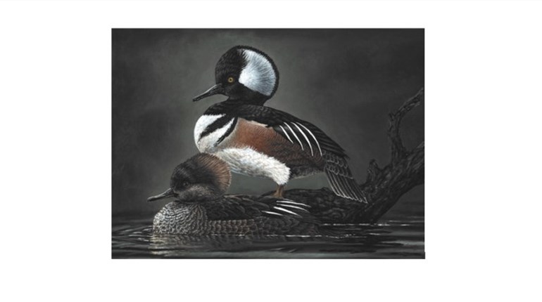 2021 National Junior Duck Stamp Winners: Art Takes Wing | NRA Family