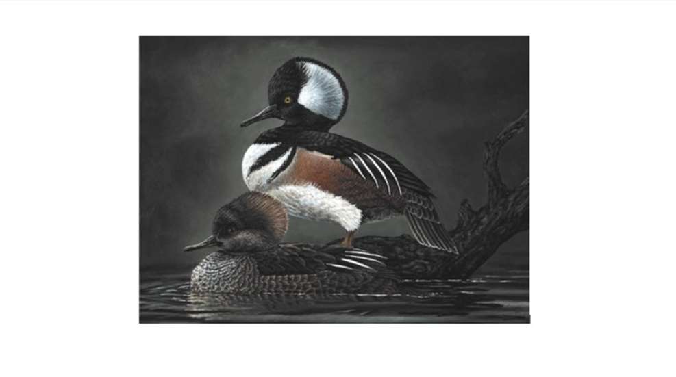 federal-duck-stamp-winner.jpg