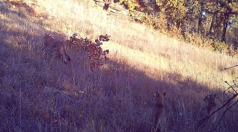Sooner Or Later: Oklahoma Mountain Lions on the Rise | NRA Family