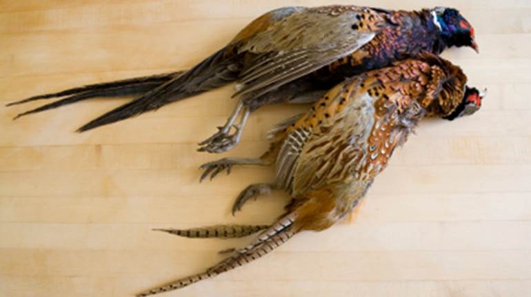 How to Field-Dress a Game Bird | NRA Family