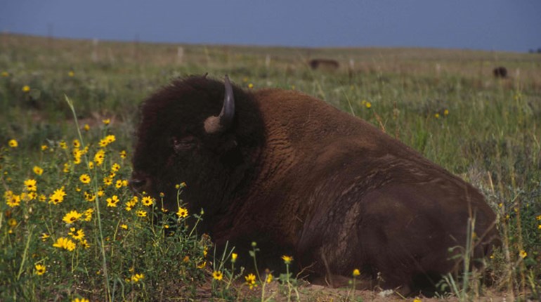 Don't be Buffaloed | NRA Family