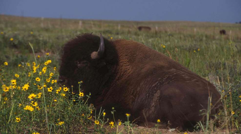 bison.jpg