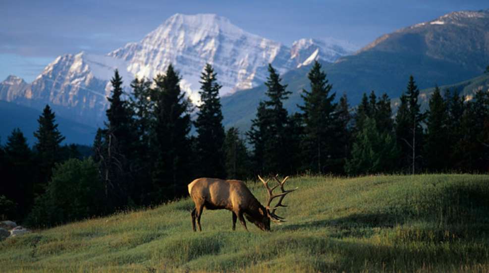 credit-rmef2.jpg
