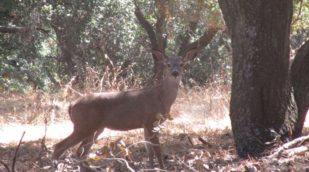 curious whitetail doe presumably ignoring the spot where a human watered a tree