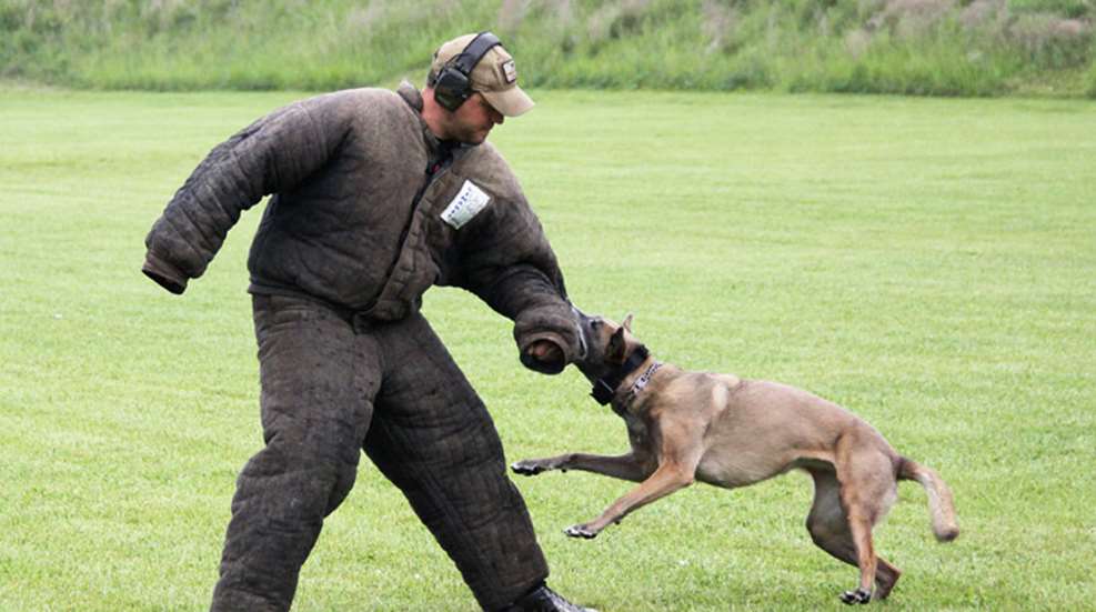 belgian-malinois.jpg