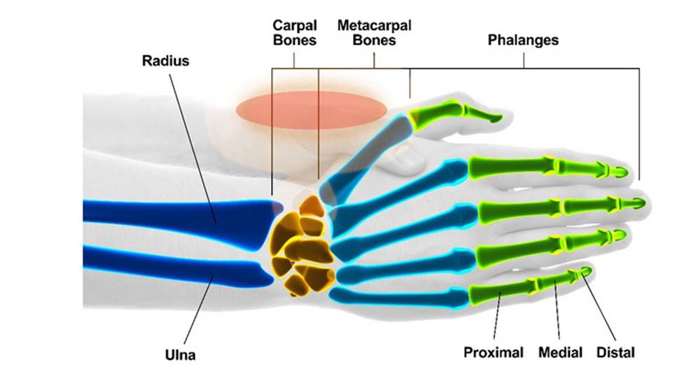 illustration of human hand and wrist bones