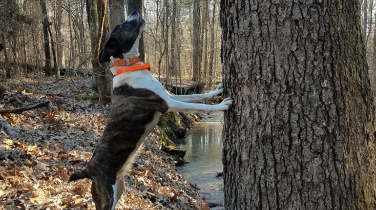 dotzie the cur has a squirrel treed