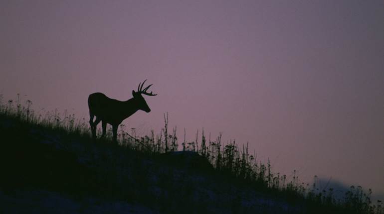 Deer Act Different During the Rut: Making Sense of Whitetail Behavior | NRA Family