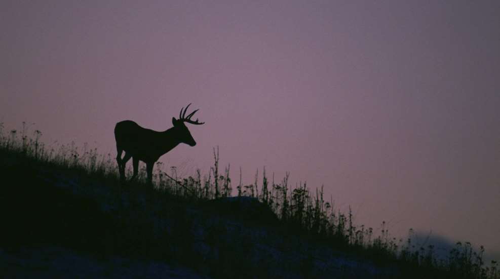 Nocturnal Buck Usfws