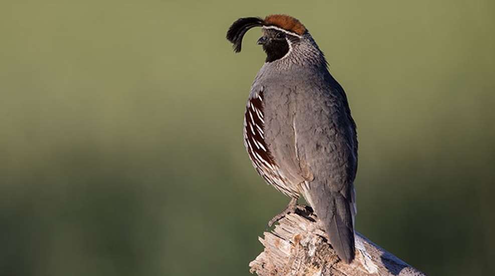 quail looking at you over his shoulder all coy because he's yummy