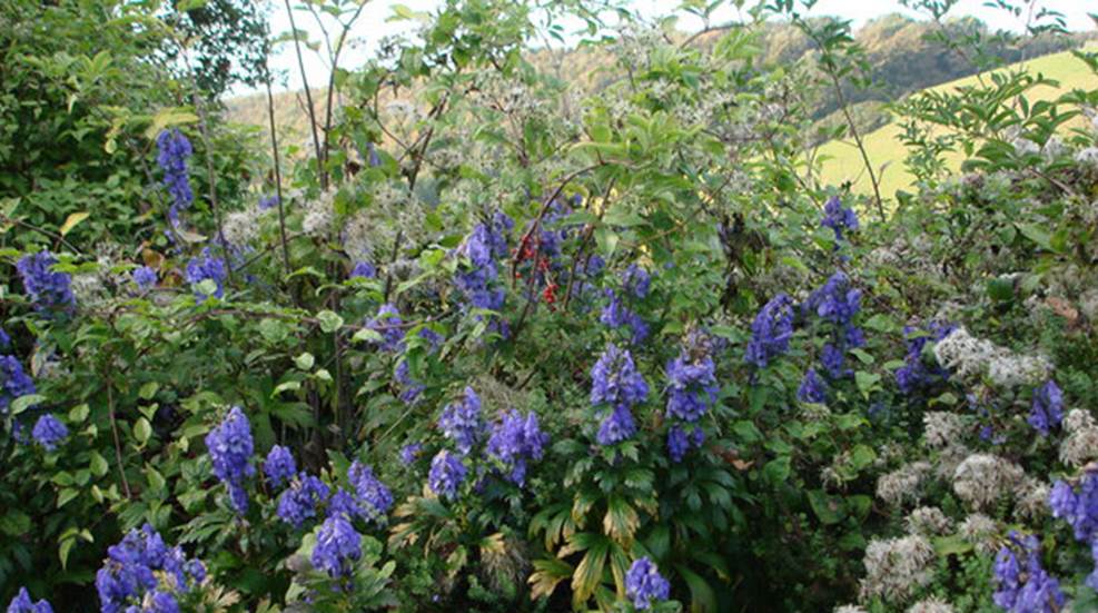 aconite.jpg