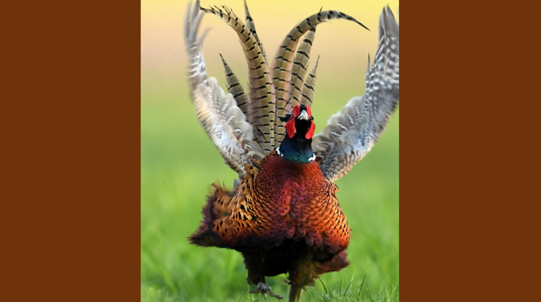 Conservation is Quiet: Silencer Central Boosts Pheasants Forever | NRA Family