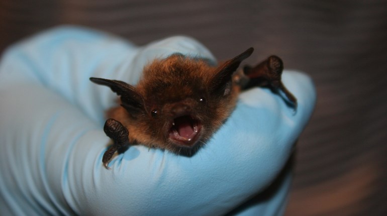 Bats in Your Belfry? Here's What to Do | NRA Family