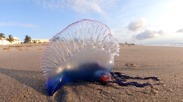 Fun Friday: 5 Weird Wildlife Facts | NRA Family