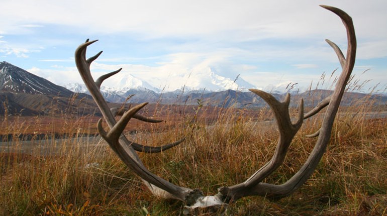 Family Destination: Denali National Park | NRA Family