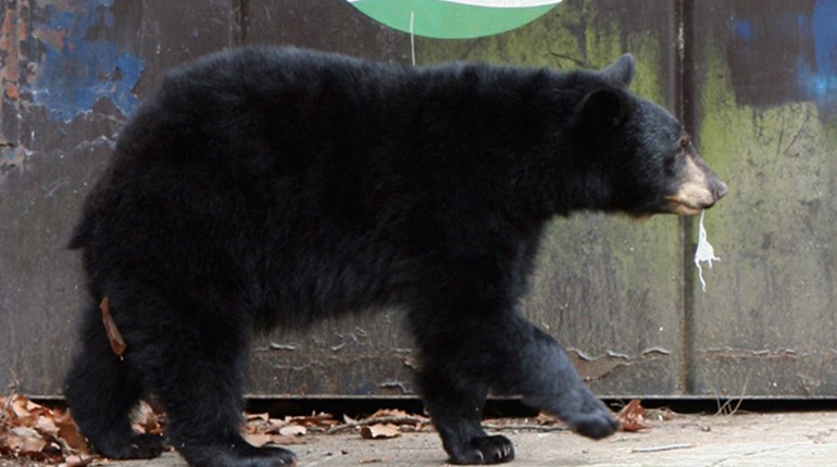 Please Don't Feed the Bears | NRA Family