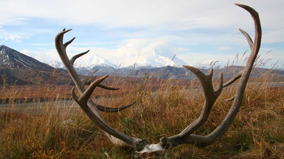 denali.jpg