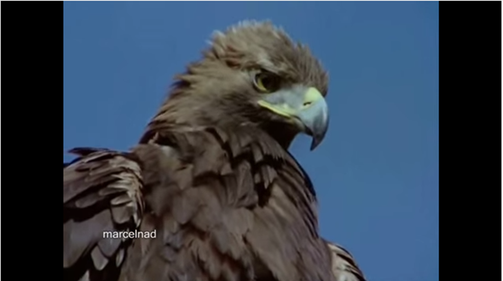 eagle-goat.png