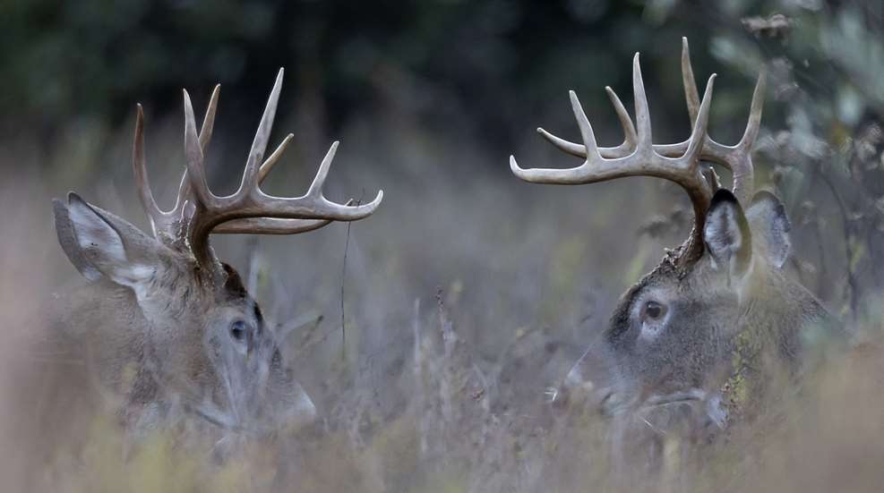 Istock Buck War