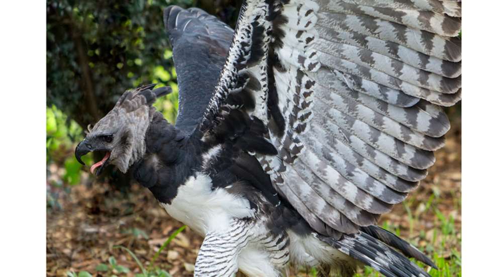 Harpy Eagle with wings spread