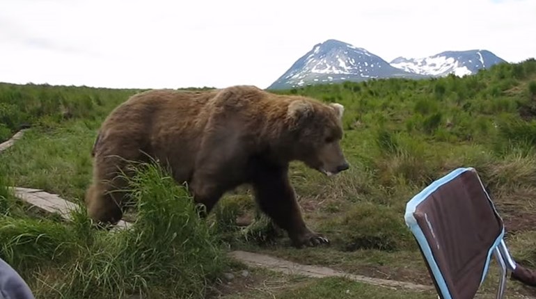 Fun Friday: 5 Close Bear Encounters of the EEK! Kind | NRA Family