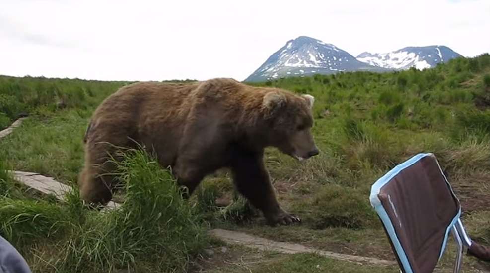 grizzly-bear-lawn-chair.jpg