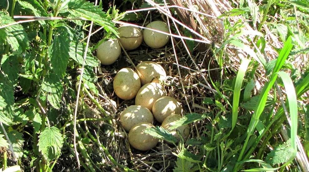 Turkey Nest Public Domain