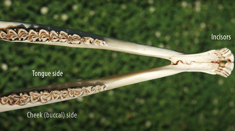 Smile: How to Age a Deer by Looking at Its Teeth | NRA Family