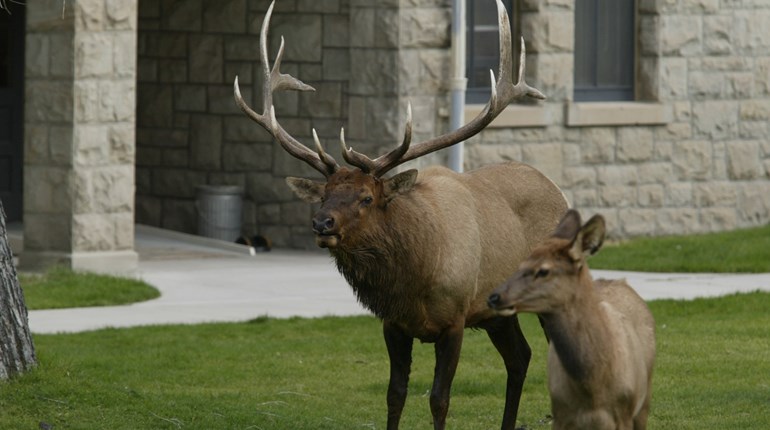 Fatal Elk Attack in Arizona Highlights Dangers of Human/Elk Interaction | NRA Family