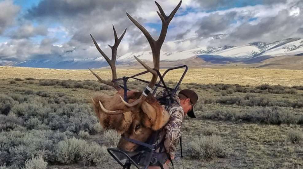 Warm Weather Elk