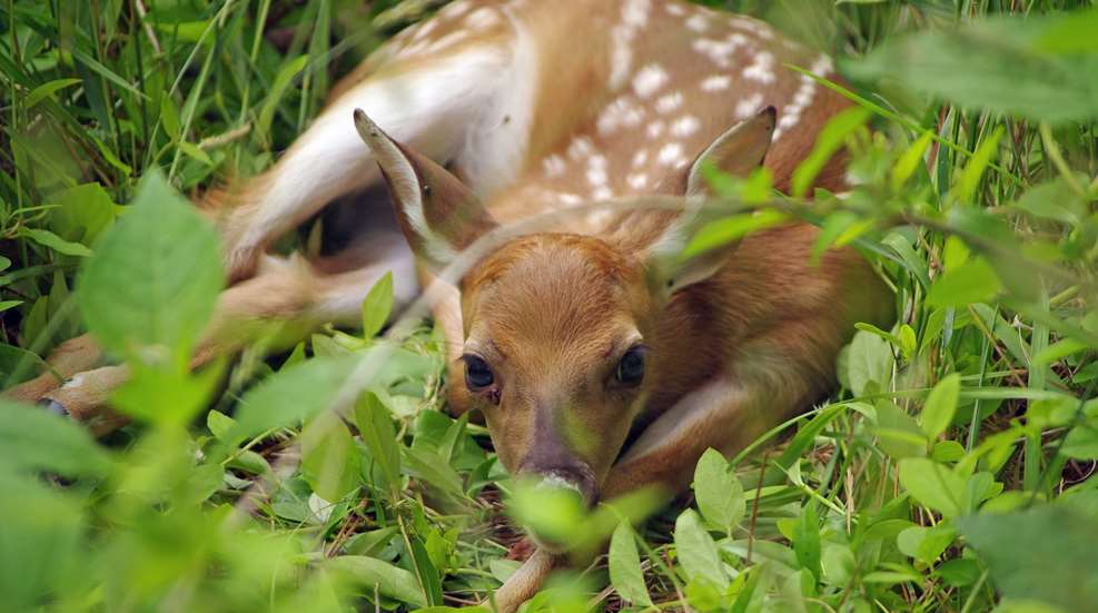 Hidden Fawn State Parks Staff Public Domain
