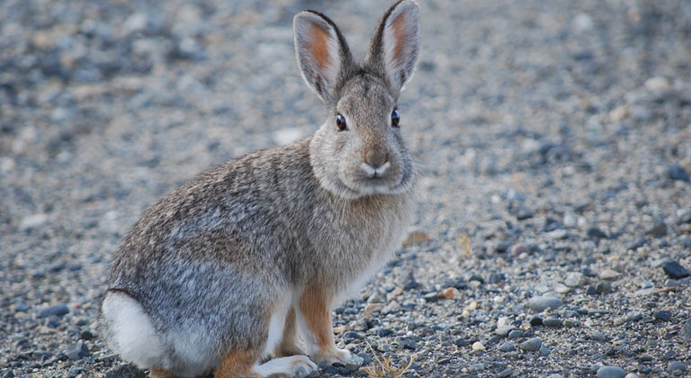 Cottontail rabbit