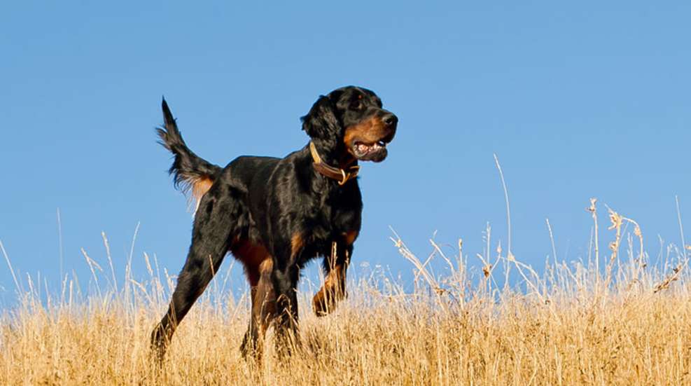 hunting-dog-breeds1.jpg