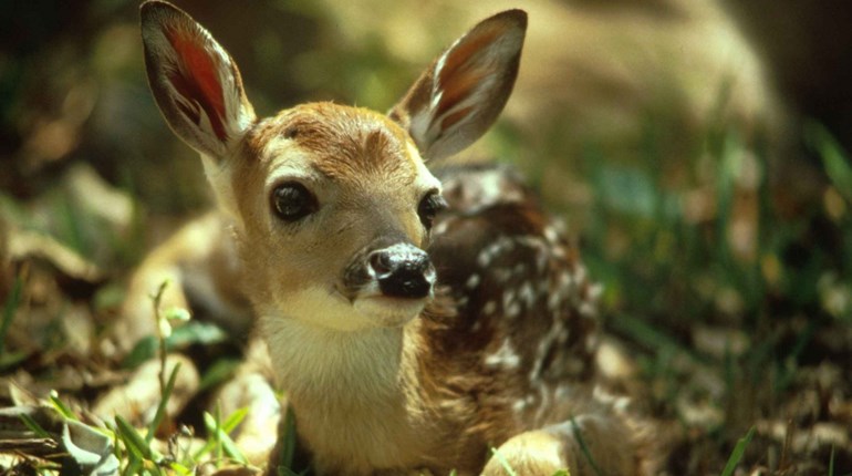 Fun Friday: Nap in the Woods at Your Own Peril! | NRA Family