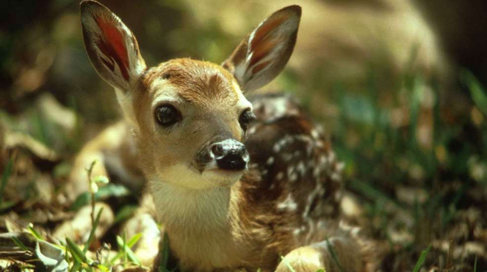 Whitetail Fawn Public Domain