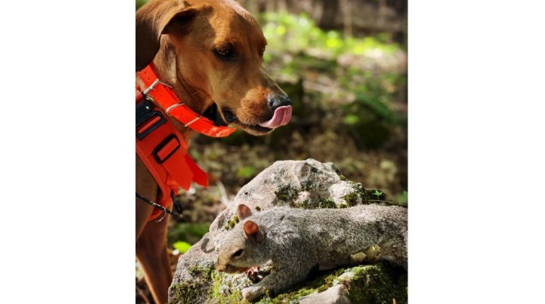 5 Reasons to Hunt Squirrels Right Now | NRA Family