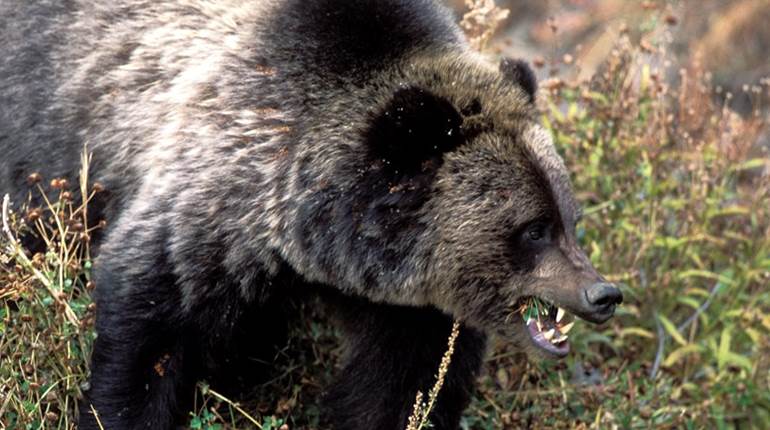 Fun Friday: "The Revenant" EDC Kit | NRA Family