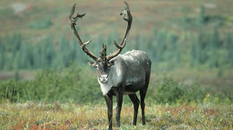 caribou_animal_gazes.jpg