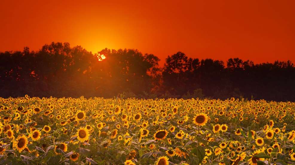 Istock Sunflower Field