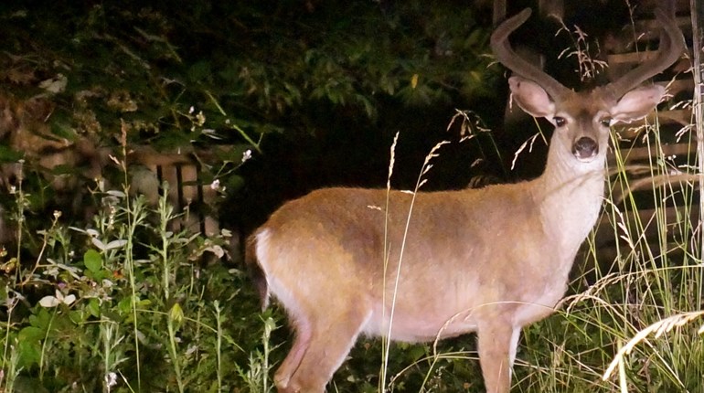 How-To: Driving Near Rut-Addled Deer | NRA Family