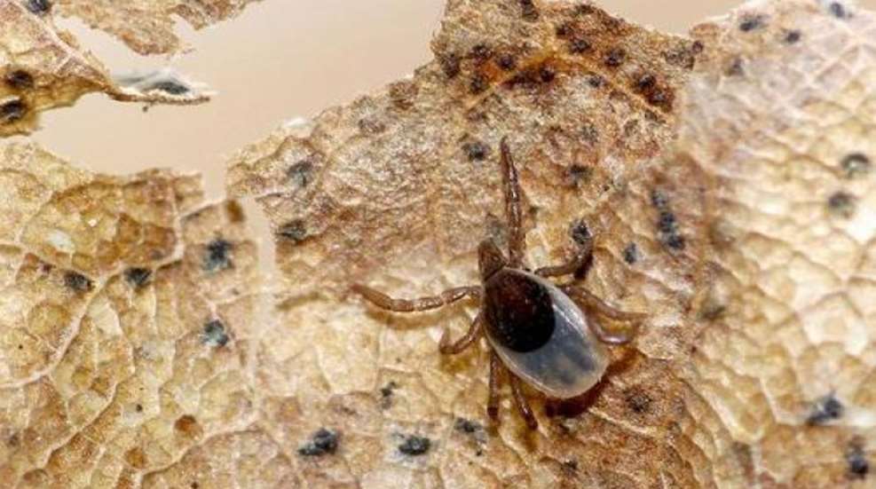 tick-usgs.jpg