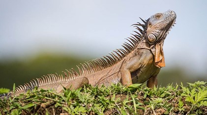 Iguana