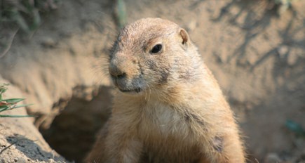 prairie-dog-at-den-hole