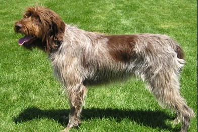 wirehaired pointing griffon