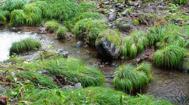 Fieldcraft Friday: Safe Drinking Water in the Wild | NRA Family