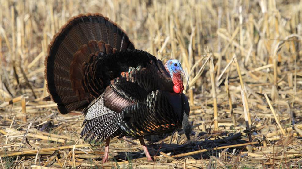 turkey-fanning-lead.jpg