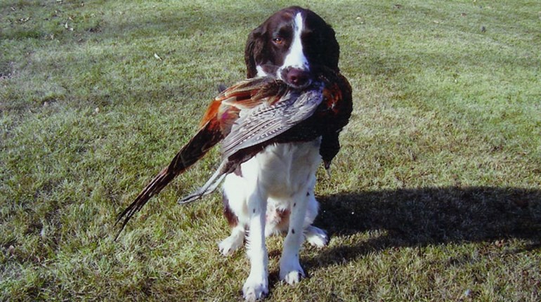 What You Need To Know About Gundogs as PetsWhat You Need To Know About Gundogs as Pets