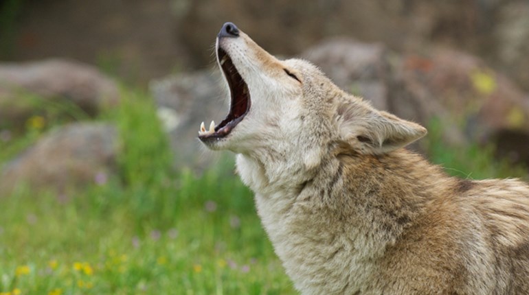 How to Rid Your Child of a Fear of Nature | NRA Family